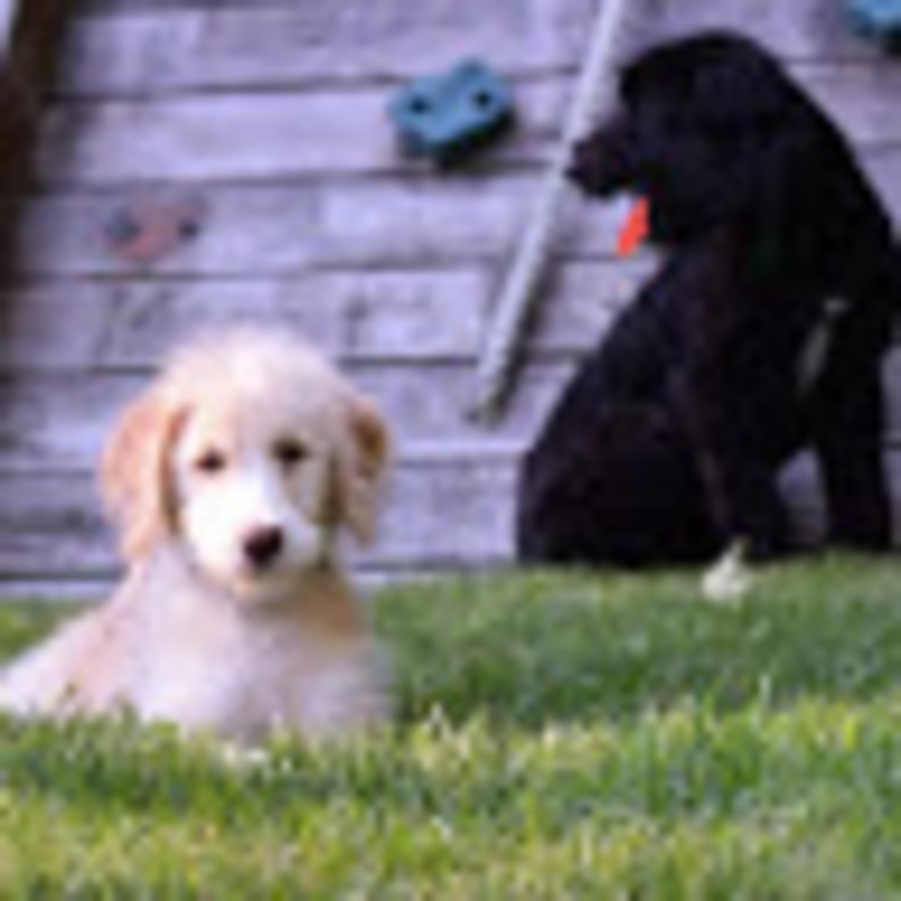 Meet your Posher, Amelia